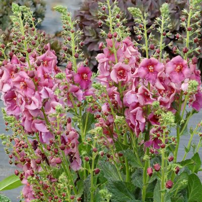 Verbascum 'Plum Smokey'