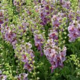 Verbascum 'Plum Smokey'