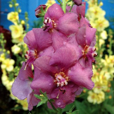 Verbascum 'Plum Smokey'