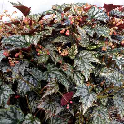 Begonia HOLIDAY™ 'Jolly Holly'