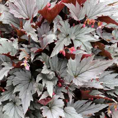 Begonia HOLIDAY™ 'Silver Bells'