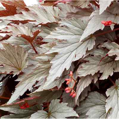 Begonia HOLIDAY™ 'Silver Bells'