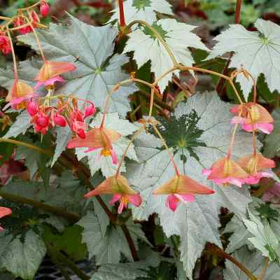 Begonia HOLIDAY™ 'Snowflake'