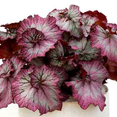 Begonia NAUTILUS™ 'Lilac'