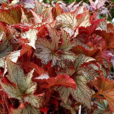 Begonia NAUTILUS™ 'Moonlit'