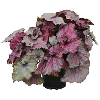 Begonia NAUTILUS™ 'Ruby'