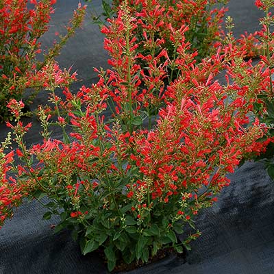 Agastache 'Kudos Red'