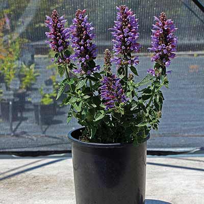 Agastache POQUITO® 'Dark Blue'