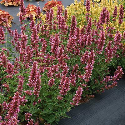 Agastache POQUITO® 'Lavender'