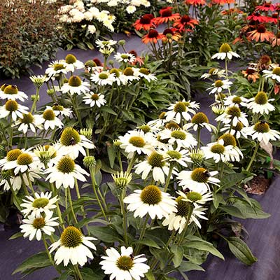 Echinacea KISMET® 'White'