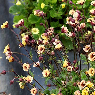 Geum TEMPO™ 'Yellow'