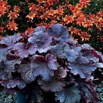 Heuchera NORTHERN EXPOSURE™ 'Black'