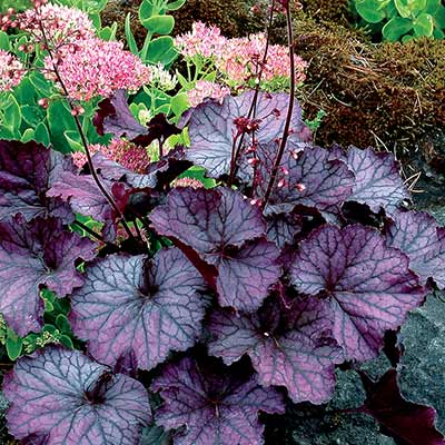 Heuchera NORTHERN EXPOSURE™ 'Purple'