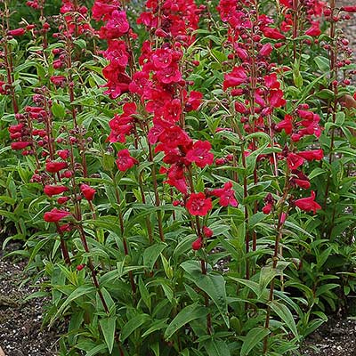 Penstemon 'Raspberry Taffy'