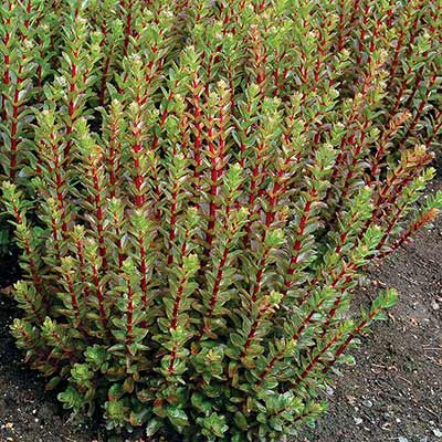 Sedum 'Double Martini'