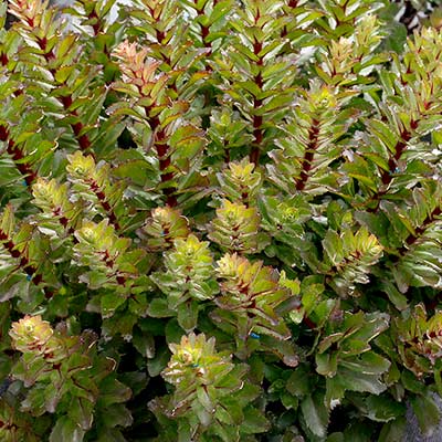 Sedum 'Double Martini'