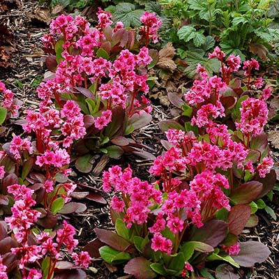 Bergenia 'Flirt'