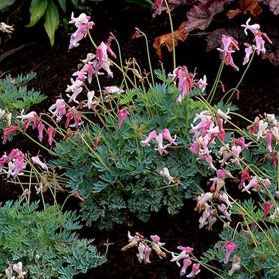 Dicentra 'Amore Pink'