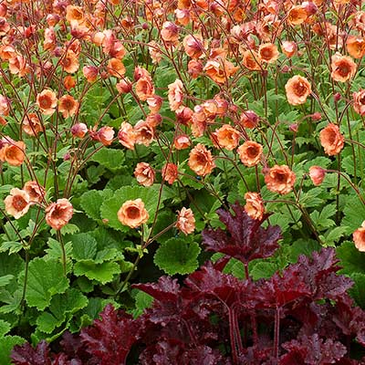 Geum TEMPO™ 'Orange'