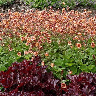 Geum TEMPO™ 'Orange'