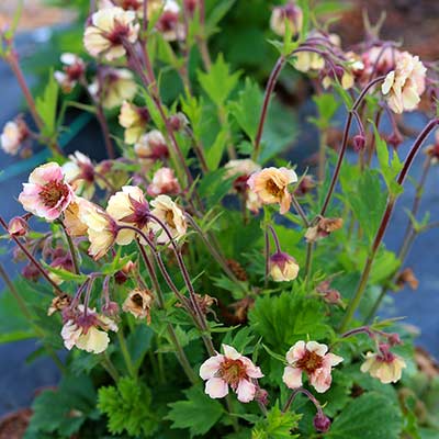 Geum TEMPO™ 'Yellow'