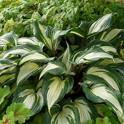 Hosta 'Raspberry Sundae'