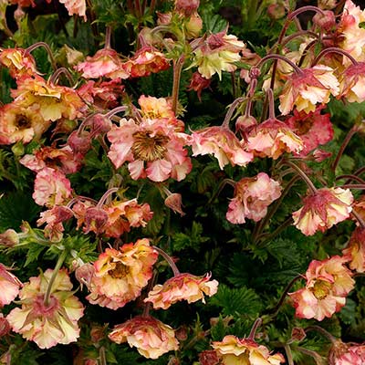 Geum PRETTICOATS™ 'Peach'