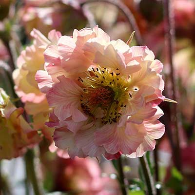 Geum PRETTICOATS™ 'Peach'