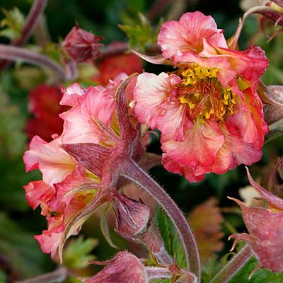 Geum PRETTICOATS™ 'Peach'