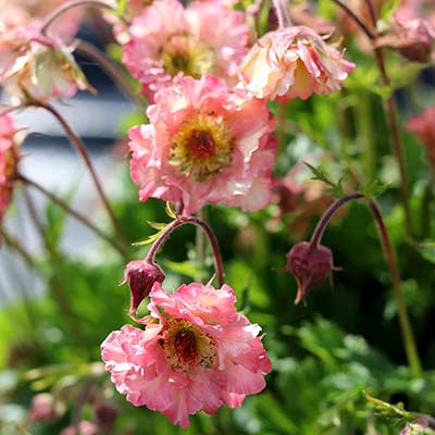 Geum PRETTICOATS™ 'Peach'