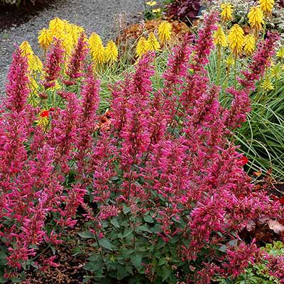 Agastache 'Morello'