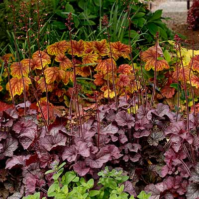 Heuchera NORTHERN EXPOSURE™ 'Silver'