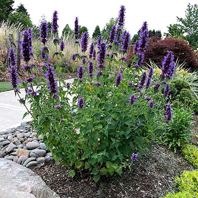 Agastache 'Blue Boa'