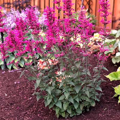 Agastache 'Morello'