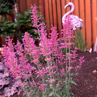 Agastache 'Morello'