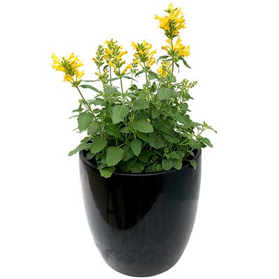 Agastache POQUITO® 'Butter Yellow'