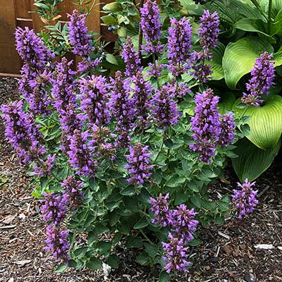 Agastache POQUITO® 'Dark Blue'