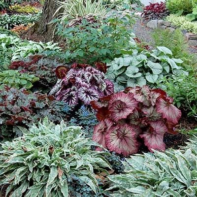 Begonia NAUTILUS™ 'Lilac'