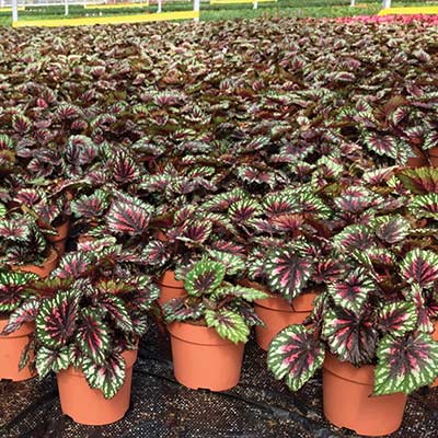 Begonia T REX® 'Painter's Palette'