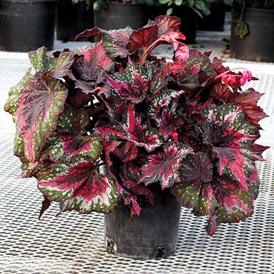 Begonia T REX® 'St. Nick'