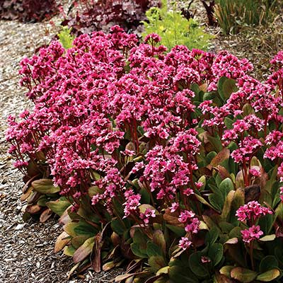 Bergenia 'Flirt'