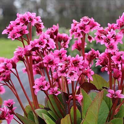 Bergenia 'Flirt'