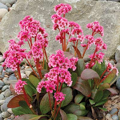 Bergenia 'Pink Dragonfly'