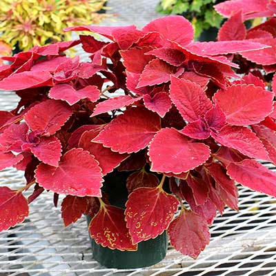 Coleus COLOR CLOUDS™ 'Valentine'