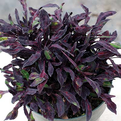 Coleus FANCY FEATHERS™ 'Black'