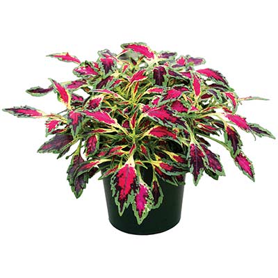 Coleus TERRA NOVA® 'Magic Spell'