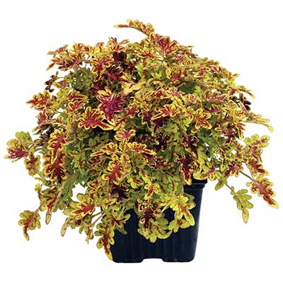 Coleus TERRA NOVA® 'Persia'