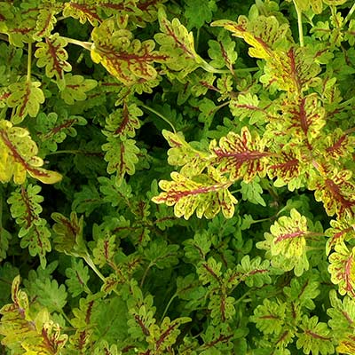 Coleus TERRA NOVA® 'Persia'