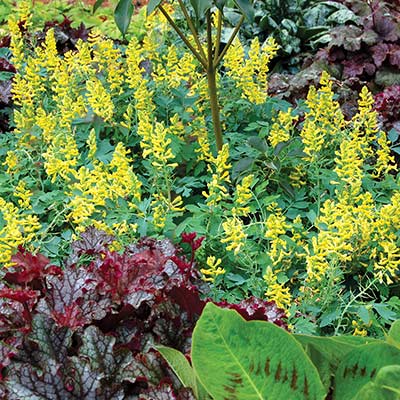 Corydalis 'Canary Feathers'