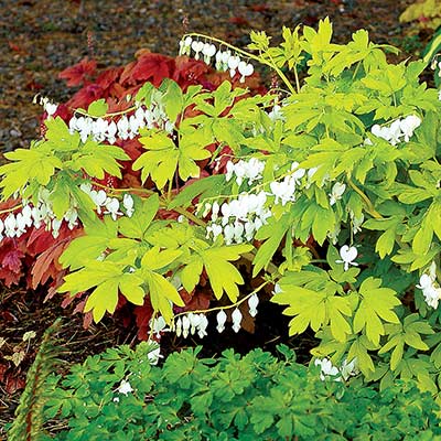 Dicentra 'White Gold'